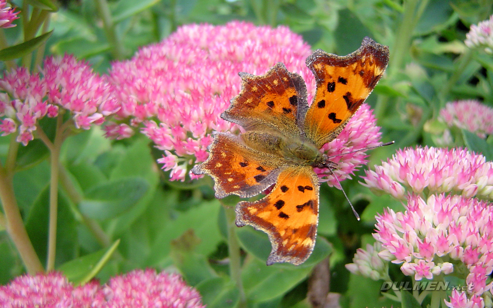 Comma (Polygonia c-album)